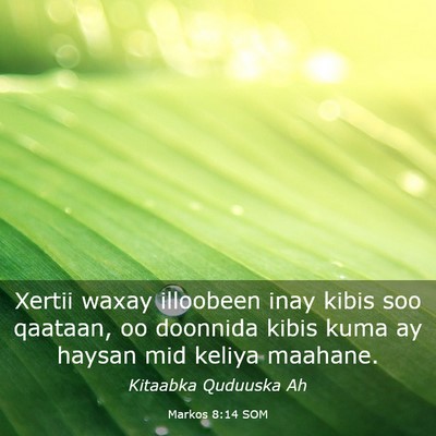 Picture 03 - Markos 8:14 SOM - Xertii waxay illoobeen inay kibis soo qaataan, oo - Bible Verse Picture