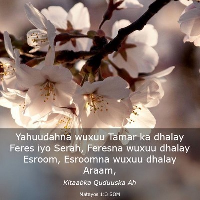 Picture 03 - Matayos 1:3 SOM - Yahuudahna wuxuu Tamar ka dhalay Feres iyo Serah, - Bible Verse Picture