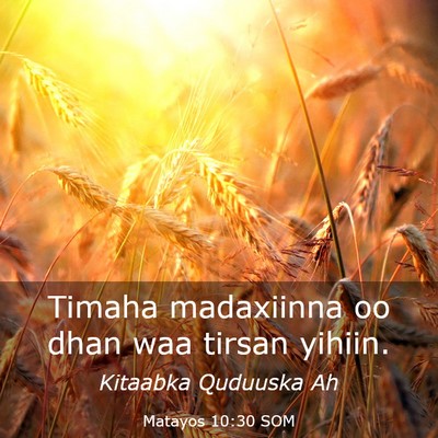 Picture 03 - Matayos 10:30 SOM - Timaha madaxiinna oo dhan waa tirsan - Bible Verse Picture