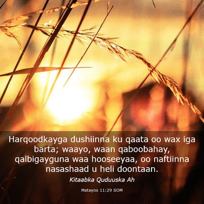 Picture 03 - Matayos 11:29 SOM - Harqoodkayga dushiinna ku qaata oo wax iga barta; - Bible Verse Picture