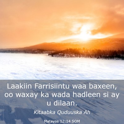 Picture 03 - Matayos 12:14 SOM - Laakiin Farrisiintu waa baxeen, oo waxay ka wada - Bible Verse Picture
