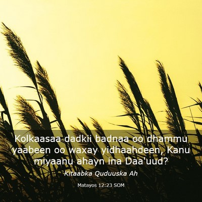 Picture 03 - Matayos 12:23 SOM - Kolkaasaa dadkii badnaa oo dhammu yaabeen oo - Bible Verse Picture