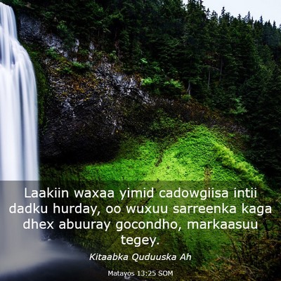 Picture 03 - Matayos 13:25 SOM - Laakiin waxaa yimid cadowgiisa intii dadku - Bible Verse Picture