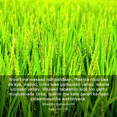 Picture 03 - Matayos 16:3 SOM - Aroortiina waxaad tidhaahdaan, Maanta roob baa - Bible Verse Picture