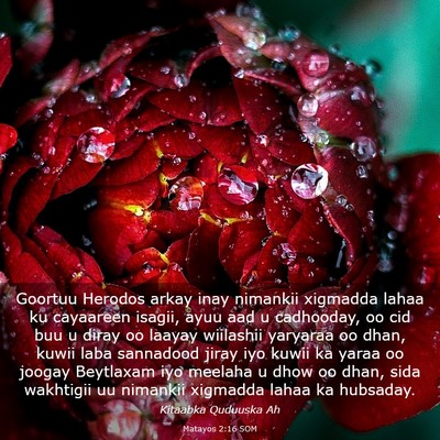 Picture 03 - Matayos 2:16 SOM - Goortuu Herodos arkay inay nimankii xigmadda - Bible Verse Picture