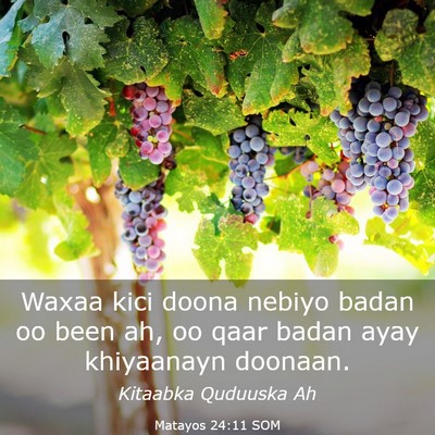 Picture 03 - Matayos 24:11 SOM - Waxaa kici doona nebiyo badan oo been ah, oo qaar - Bible Verse Picture