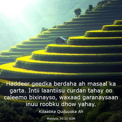 Picture 03 - Matayos 24:32 SOM - Haddeer geedka berdaha ah masaal ka garta. Intii - Bible Verse Picture