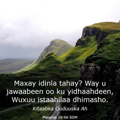 Picture 03 - Matayos 26:66 SOM - Maxay idinla tahay? Way u jawaabeen oo ku - Bible Verse Picture