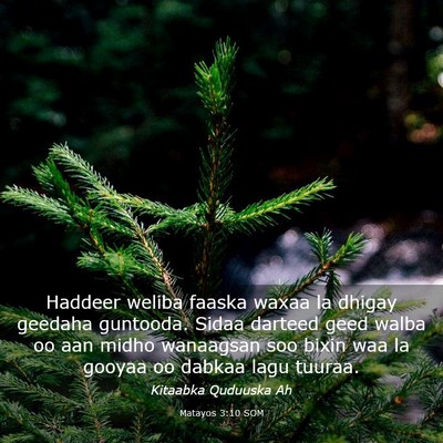 Picture 03 - Matayos 3:10 SOM - Haddeer weliba faaska waxaa la dhigay geedaha - Bible Verse Picture
