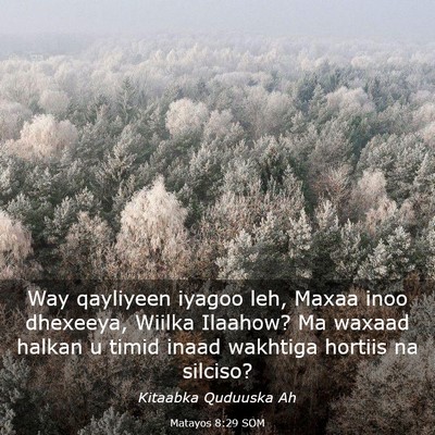 Picture 03 - Matayos 8:29 SOM - Way qayliyeen iyagoo leh, Maxaa inoo dhexeeya, - Bible Verse Picture