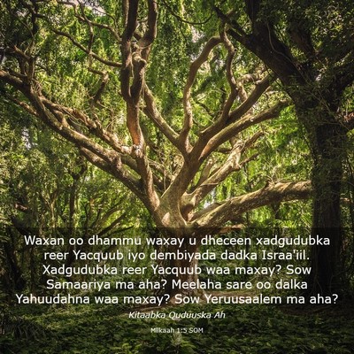 Picture 03 - Miikaah 1:5 SOM - Waxan oo dhammu waxay u dheceen xadgudubka reer - Bible Verse Picture
