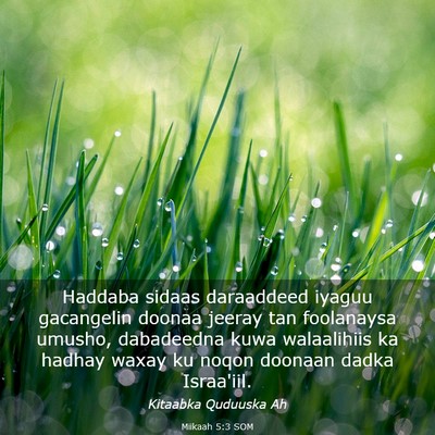 Picture 03 - Miikaah 5:3 SOM - Haddaba sidaas daraaddeed iyaguu gacangelin - Bible Verse Picture