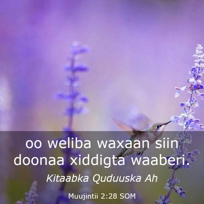 Picture 03 - Muujintii 2:28 SOM - oo weliba waxaan siin doonaa xiddigta - Bible Verse Picture