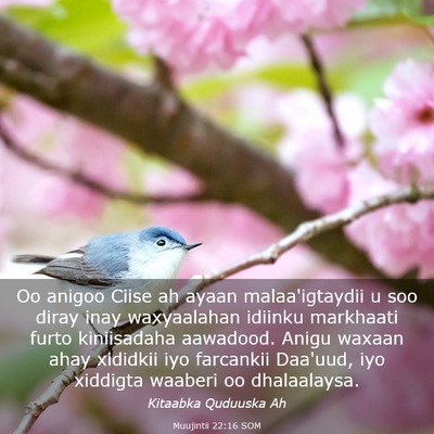 Picture 03 - Muujintii 22:16 SOM - Oo anigoo Ciise ah ayaan malaa'igtaydii u soo - Bible Verse Picture