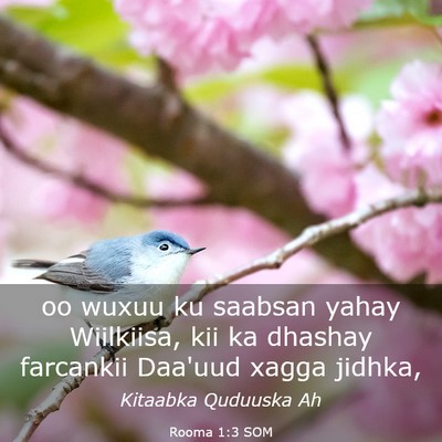 Picture 03 - Rooma 1:3 SOM - oo wuxuu ku saabsan yahay Wiilkiisa, kii ka - Bible Verse Picture