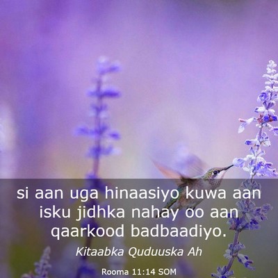 Picture 03 - Rooma 11:14 SOM - si aan uga hinaasiyo kuwa aan isku jidhka nahay - Bible Verse Picture