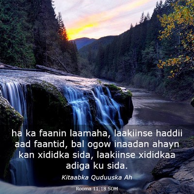 Picture 03 - Rooma 11:18 SOM - ha ka faanin laamaha, laakiinse haddii aad - Bible Verse Picture