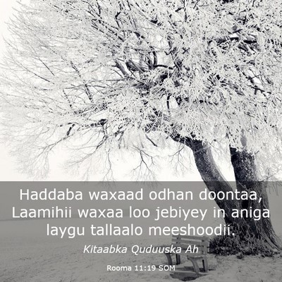 Picture 03 - Rooma 11:19 SOM - Haddaba waxaad odhan doontaa, Laamihii waxaa loo - Bible Verse Picture
