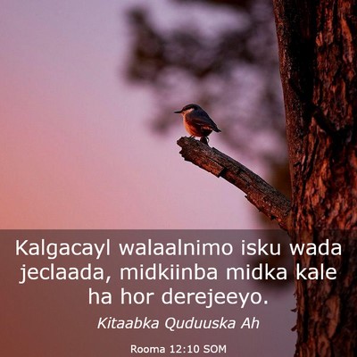 Picture 03 - Rooma 12:10 SOM - Kalgacayl walaalnimo isku wada jeclaada, - Bible Verse Picture