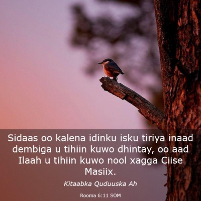Picture 03 - Rooma 6:11 SOM - Sidaas oo kalena idinku isku tiriya inaad dembiga - Bible Verse Picture