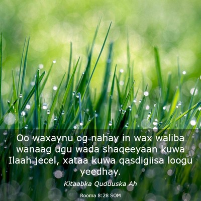 Picture 03 - Rooma 8:28 SOM - Oo waxaynu og nahay in wax waliba wanaag ugu wada - Bible Verse Picture