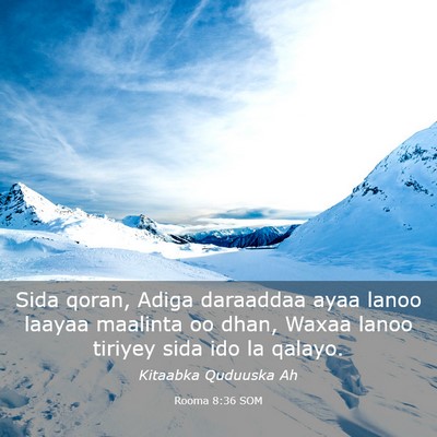 Picture 03 - Rooma 8:36 SOM - Sida qoran, Adiga daraaddaa ayaa lanoo laayaa - Bible Verse Picture
