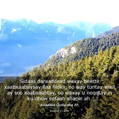 Picture 03 - Ruud 2:17 SOM - Sidaas daraaddeed waxay beertii xaabxaabaysay - Bible Verse Picture