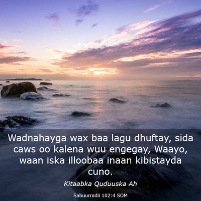 Picture 03 - Sabuurradii 102:4 SOM - Wadnahayga wax baa lagu dhuftay, sida caws oo - Bible Verse Picture