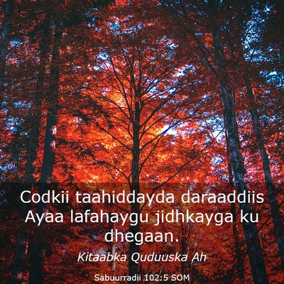 Picture 03 - Sabuurradii 102:5 SOM - Codkii taahiddayda daraaddiis Ayaa lafahaygu - Bible Verse Picture