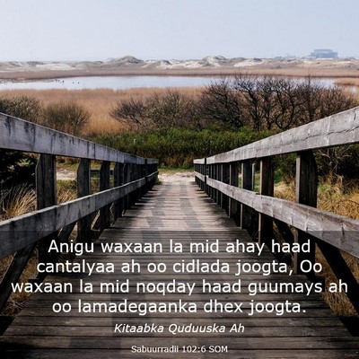 Picture 03 - Sabuurradii 102:6 SOM - Anigu waxaan la mid ahay haad cantalyaa ah oo - Bible Verse Picture