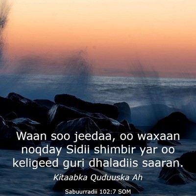 Picture 03 - Sabuurradii 102:7 SOM - Waan soo jeedaa, oo waxaan noqday Sidii shimbir - Bible Verse Picture