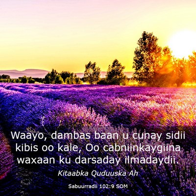 Picture 03 - Sabuurradii 102:9 SOM - Waayo, dambas baan u cunay sidii kibis oo kale, - Bible Verse Picture