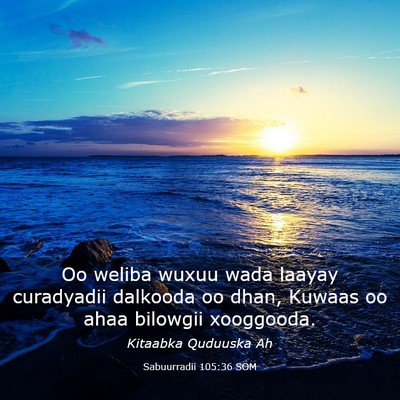Picture 03 - Sabuurradii 105:36 SOM - Oo weliba wuxuu wada laayay curadyadii dalkooda - Bible Verse Picture
