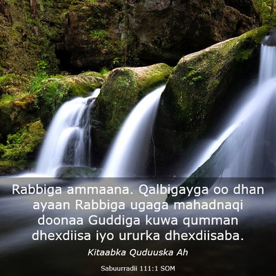 Picture 03 - Sabuurradii 111:1 SOM - Rabbiga ammaana. Qalbigayga oo dhan ayaan Rabbiga - Bible Verse Picture