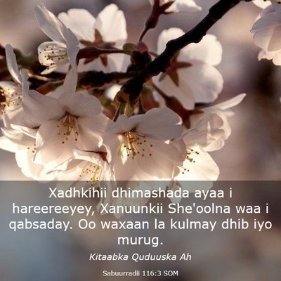 Picture 03 - Sabuurradii 116:3 SOM - Xadhkihii dhimashada ayaa i hareereeyey, - Bible Verse Picture