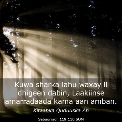 Picture 03 - Sabuurradii 119:110 SOM - Kuwa sharka lahu waxay ii dhigeen dabin, - Bible Verse Picture