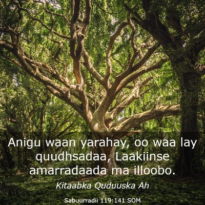 Picture 03 - Sabuurradii 119:141 SOM - Anigu waan yarahay, oo waa lay quudhsadaa, - Bible Verse Picture