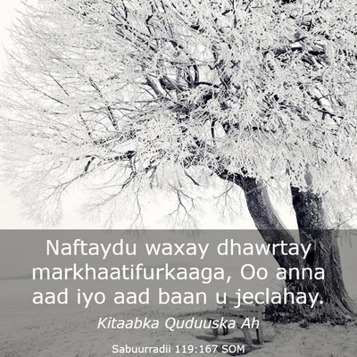 Picture 03 - Sabuurradii 119:167 SOM - Naftaydu waxay dhawrtay markhaatifurkaaga, Oo - Bible Verse Picture