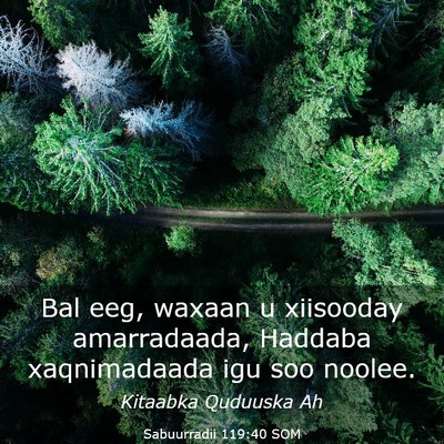 Picture 03 - Sabuurradii 119:40 SOM - Bal eeg, waxaan u xiisooday amarradaada, Haddaba - Bible Verse Picture