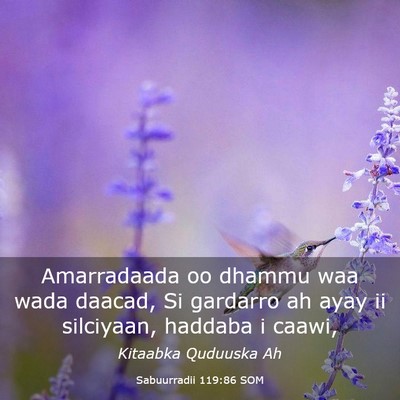 Picture 03 - Sabuurradii 119:86 SOM - Amarradaada oo dhammu waa wada daacad, Si - Bible Verse Picture