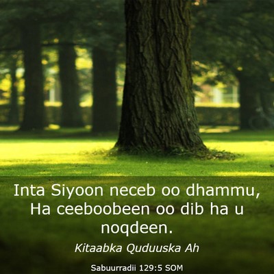 Picture 03 - Sabuurradii 129:5 SOM - Inta Siyoon neceb oo dhammu, Ha ceeboobeen oo dib - Bible Verse Picture