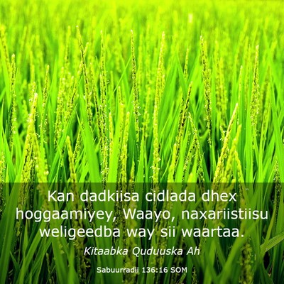 Picture 03 - Sabuurradii 136:16 SOM - Kan dadkiisa cidlada dhex hoggaamiyey, Waayo, - Bible Verse Picture