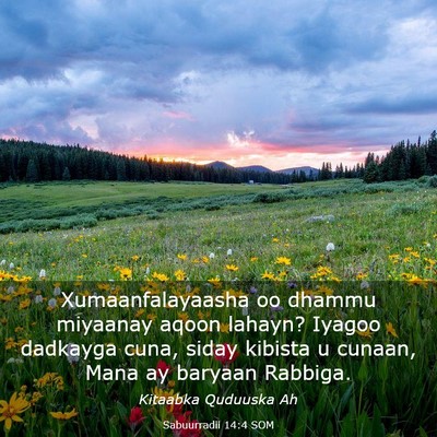Picture 03 - Sabuurradii 14:4 SOM - Xumaanfalayaasha oo dhammu miyaanay aqoon lahayn? - Bible Verse Picture