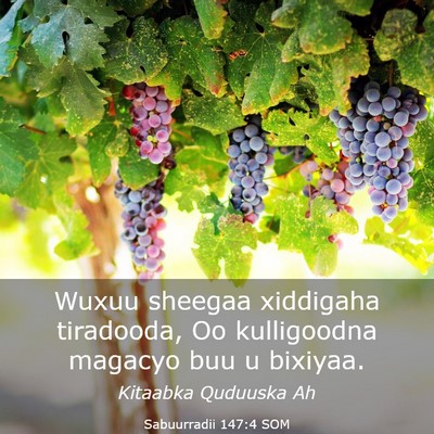 Picture 03 - Sabuurradii 147:4 SOM - Wuxuu sheegaa xiddigaha tiradooda, Oo kulligoodna - Bible Verse Picture