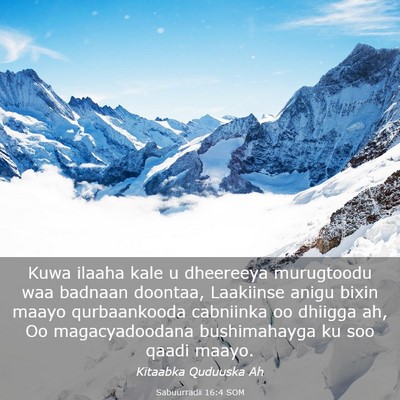 Picture 03 - Sabuurradii 16:4 SOM - Kuwa ilaaha kale u dheereeya murugtoodu waa - Bible Verse Picture