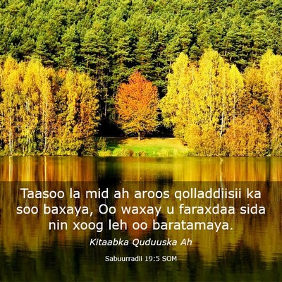 Picture 03 - Sabuurradii 19:5 SOM - Taasoo la mid ah aroos qolladdiisii ka soo - Bible Verse Picture