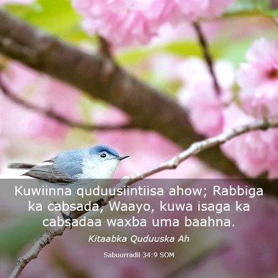 Picture 03 - Sabuurradii 34:9 SOM - Kuwiinna quduusiintiisa ahow; Rabbiga ka cabsada, - Bible Verse Picture