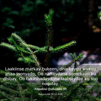 Picture 03 - Sabuurradii 35:13 SOM - Laakiinse markay bukeen, dharkaygu wuxuu ahaa - Bible Verse Picture