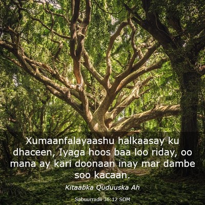 Picture 03 - Sabuurradii 36:12 SOM - Xumaanfalayaashu halkaasay ku dhaceen, Iyaga hoos - Bible Verse Picture