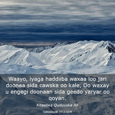 Picture 03 - Sabuurradii 37:2 SOM - Waayo, iyaga haddiiba waxaa loo jari doonaa sida - Bible Verse Picture
